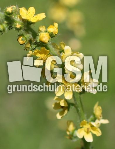 Kleiner-Odermennig-2.jpg